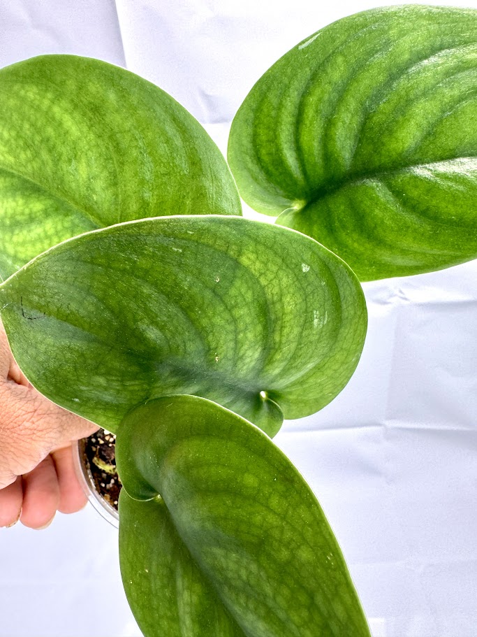 Scindapsus  Happy Houseplant Haven