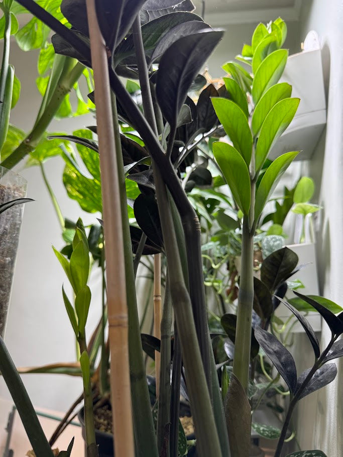 ZZ Plants – Happy Houseplant Haven