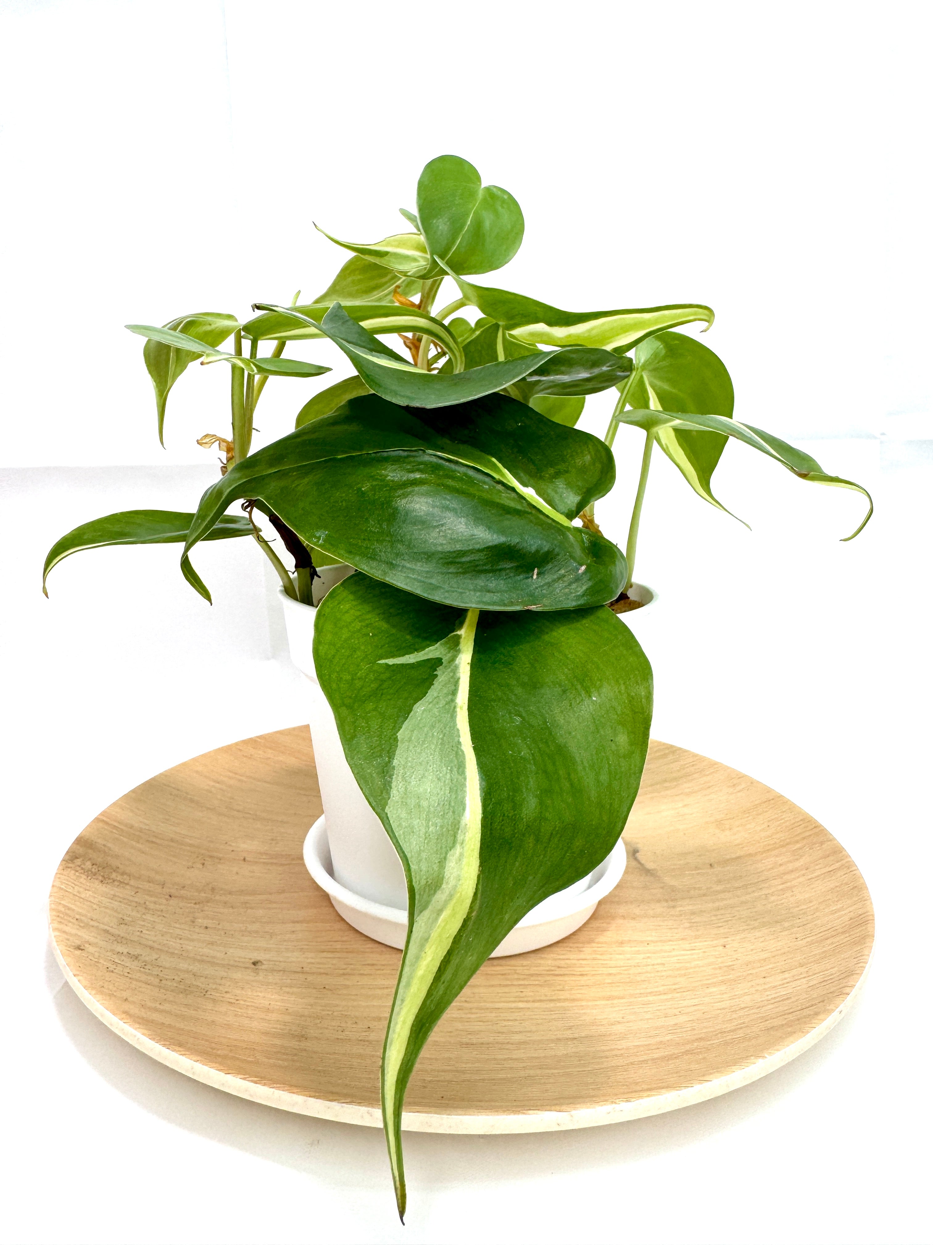 4" Philodendron Hederaceum ‘Silver Stripe’ #01