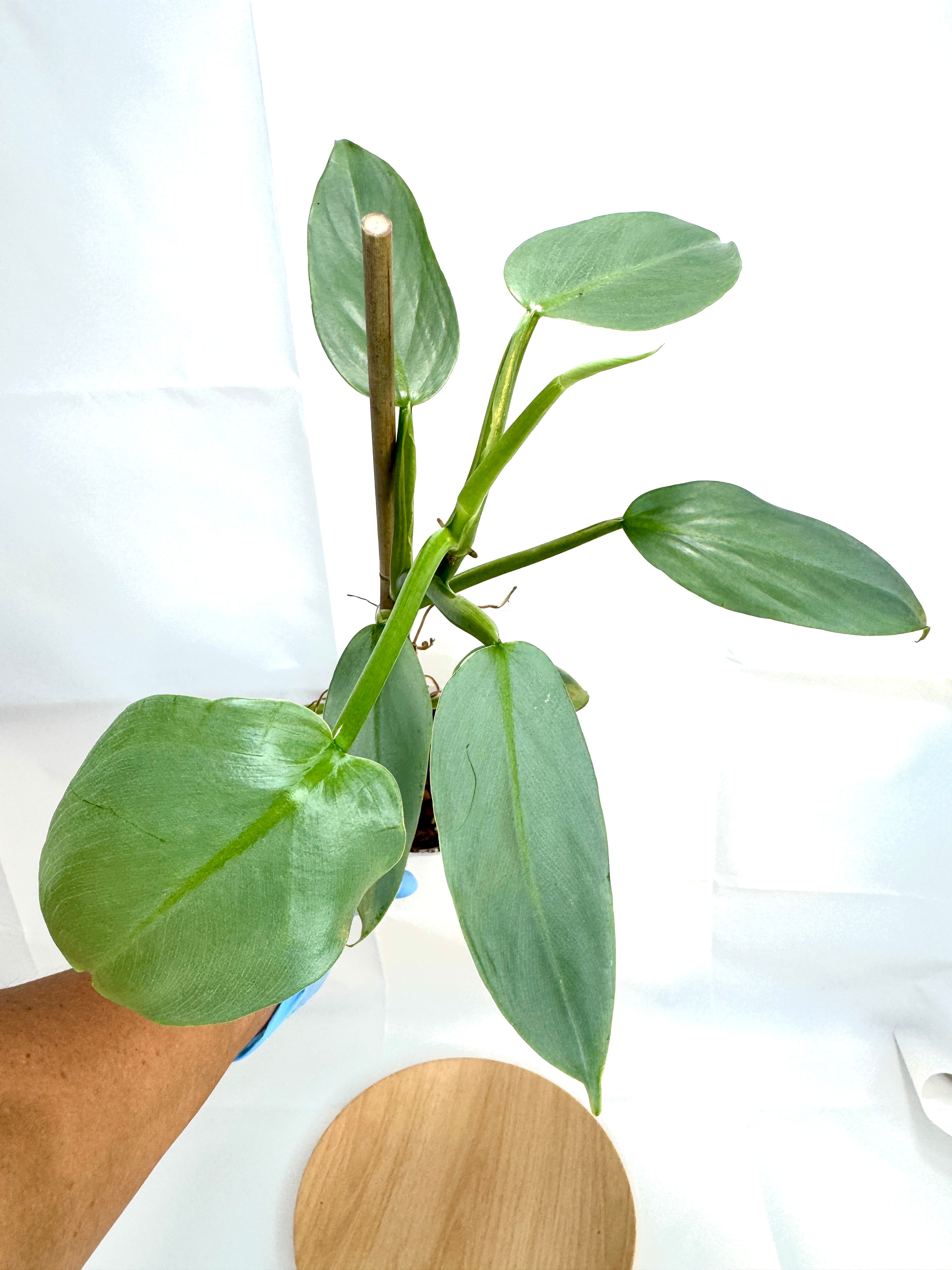 4” Philodendron hastatum 'Silver Sword' #10