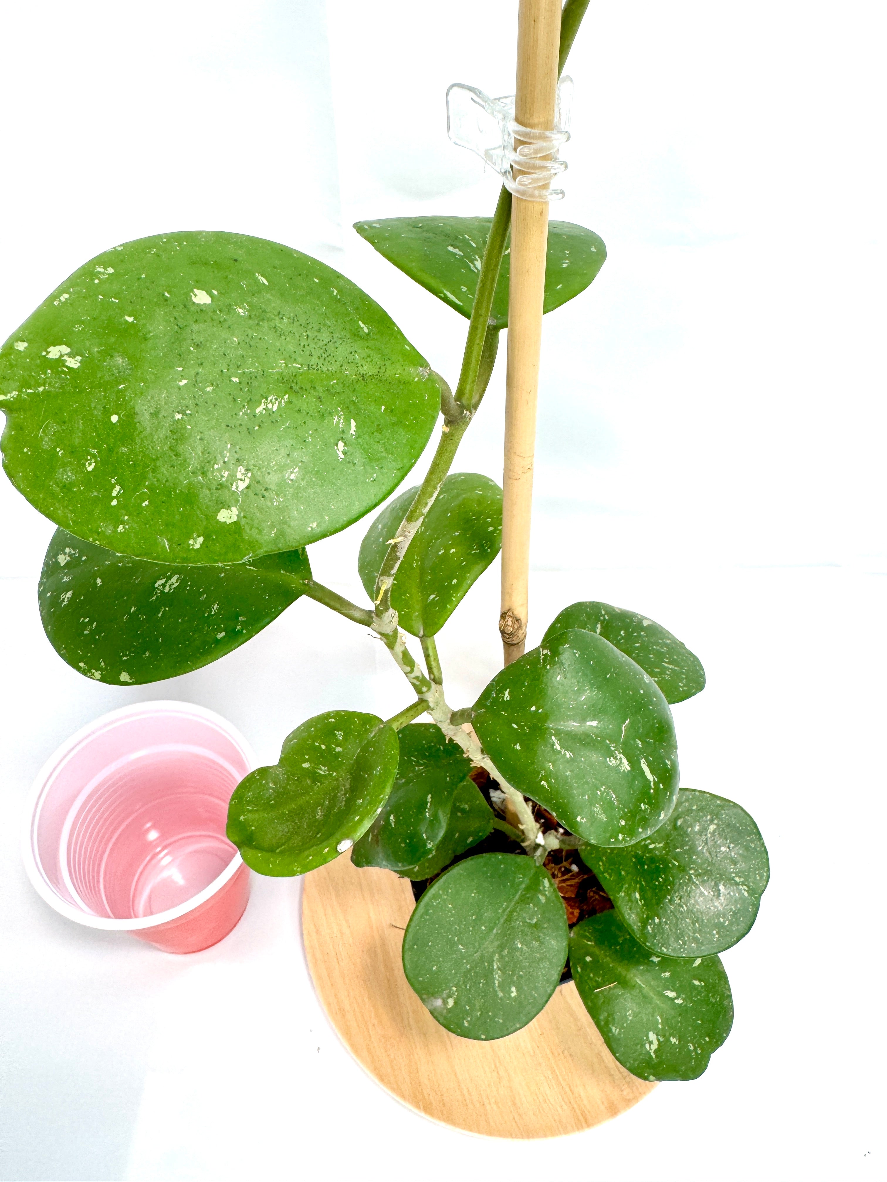 4” Hoya Obovata 'Splash' #04