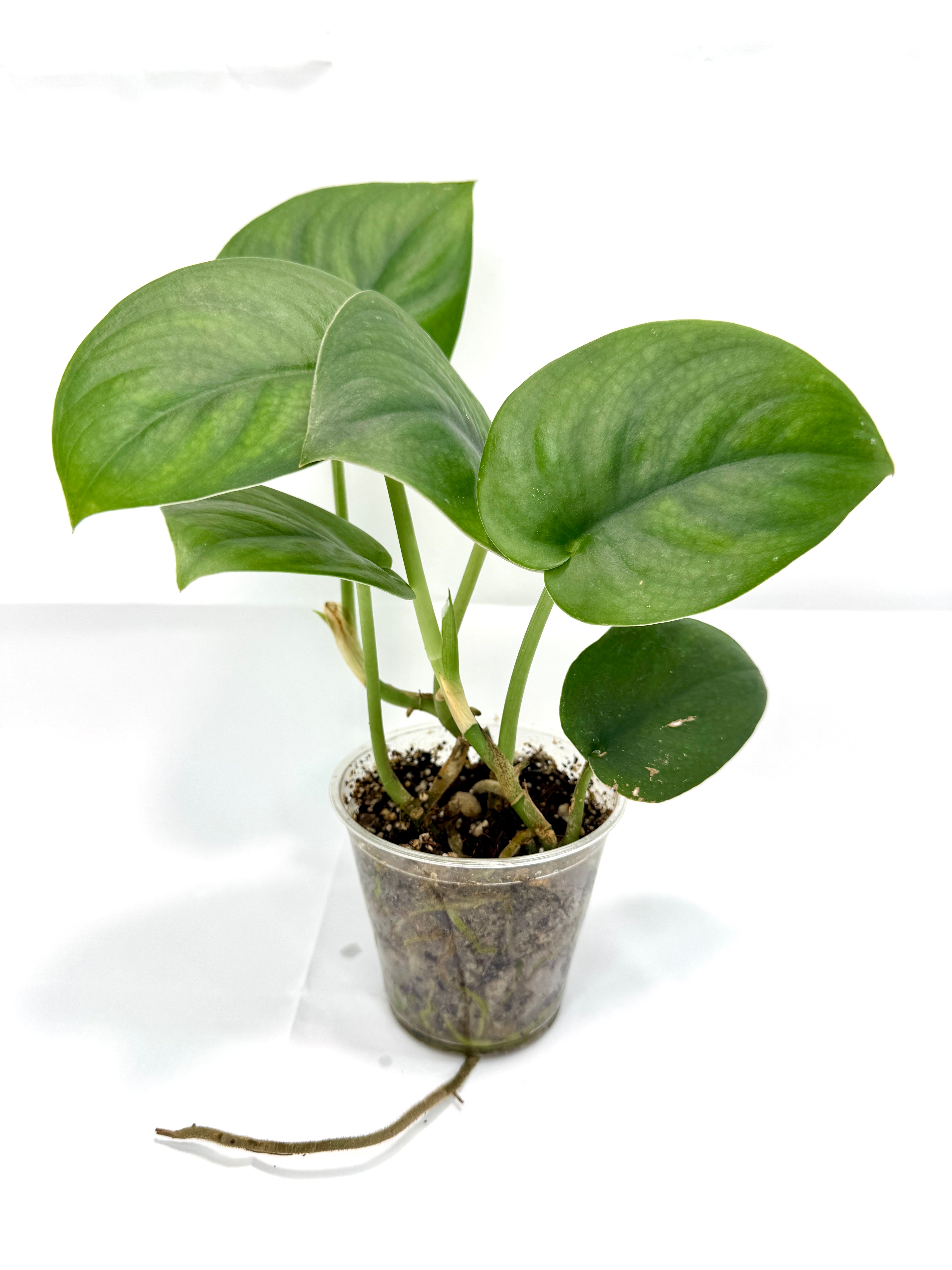 3.5" Scindapsus “Jade Satin” #03