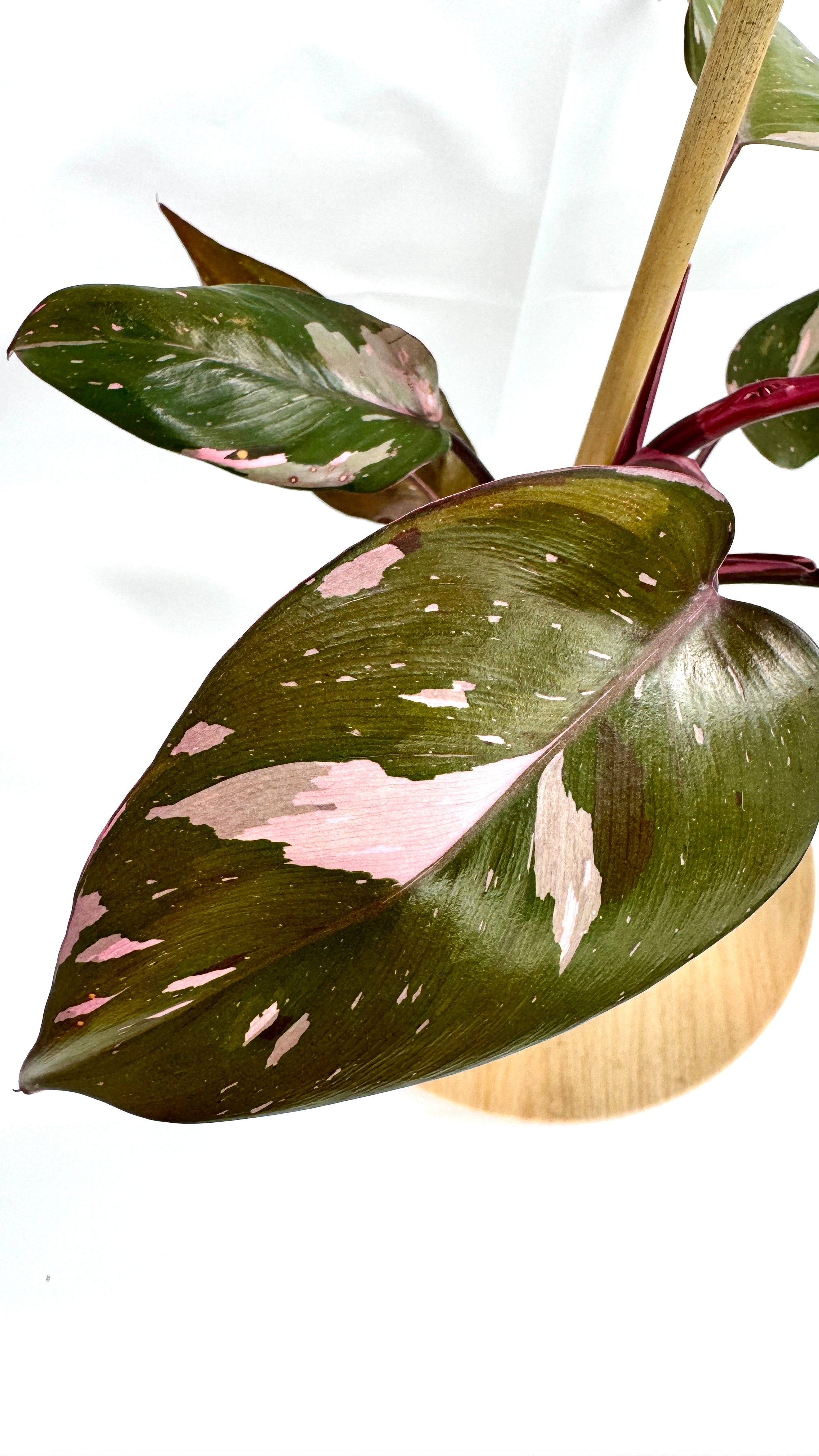 4” Philodendron ’Pink Princess’ #05