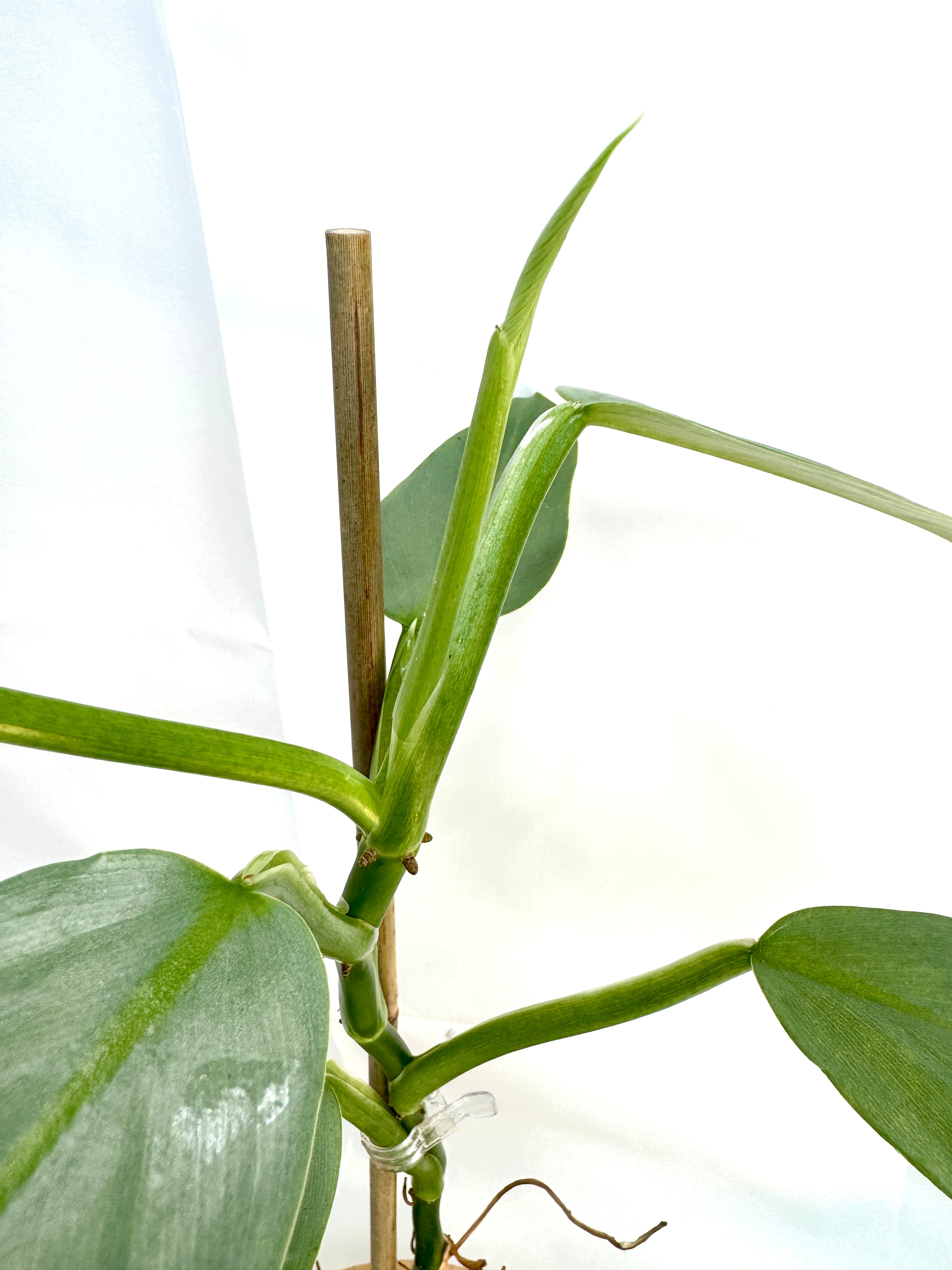 4” Philodendron hastatum 'Silver Sword' #10