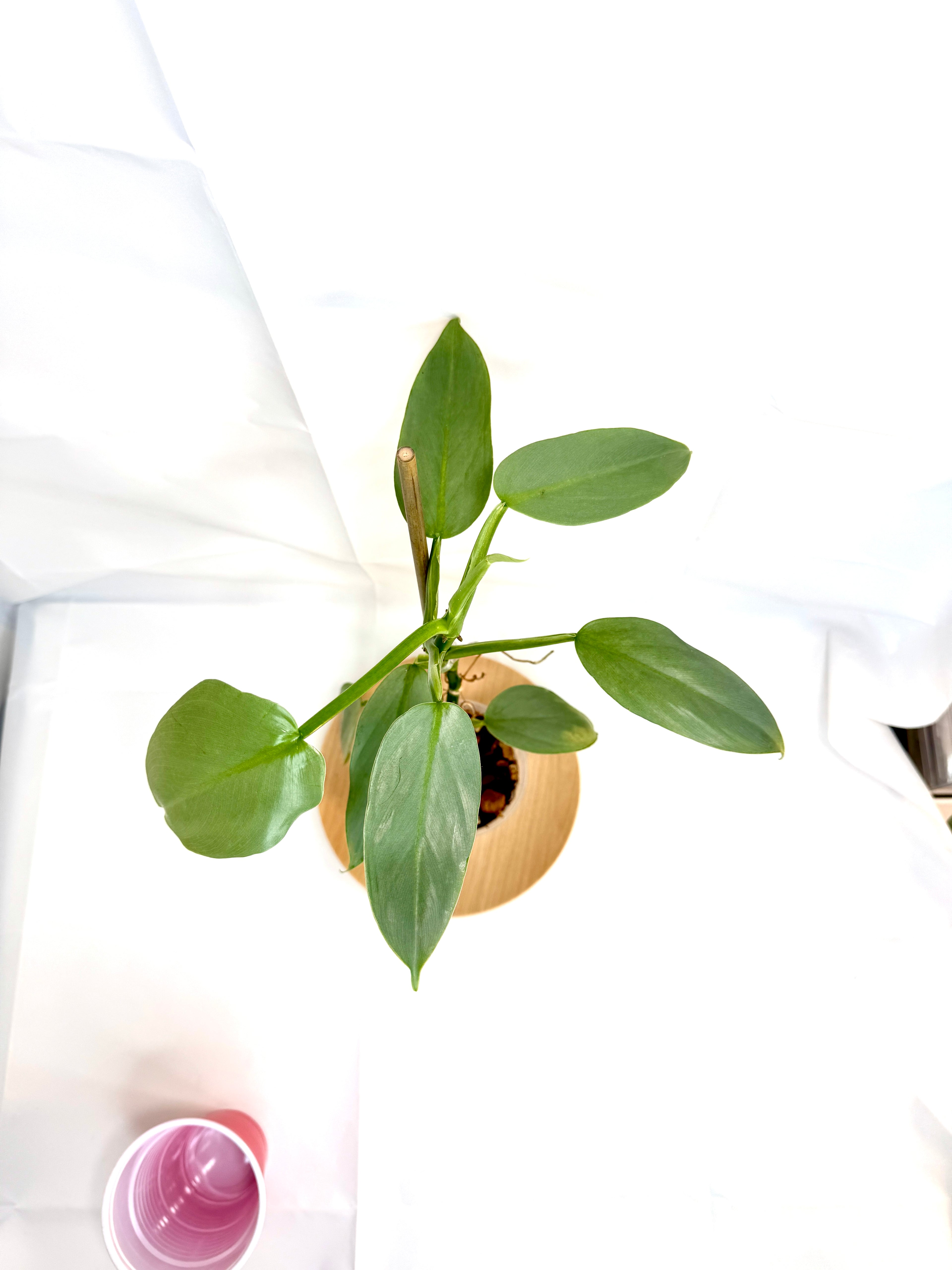 4” Philodendron hastatum 'Silver Sword' #10