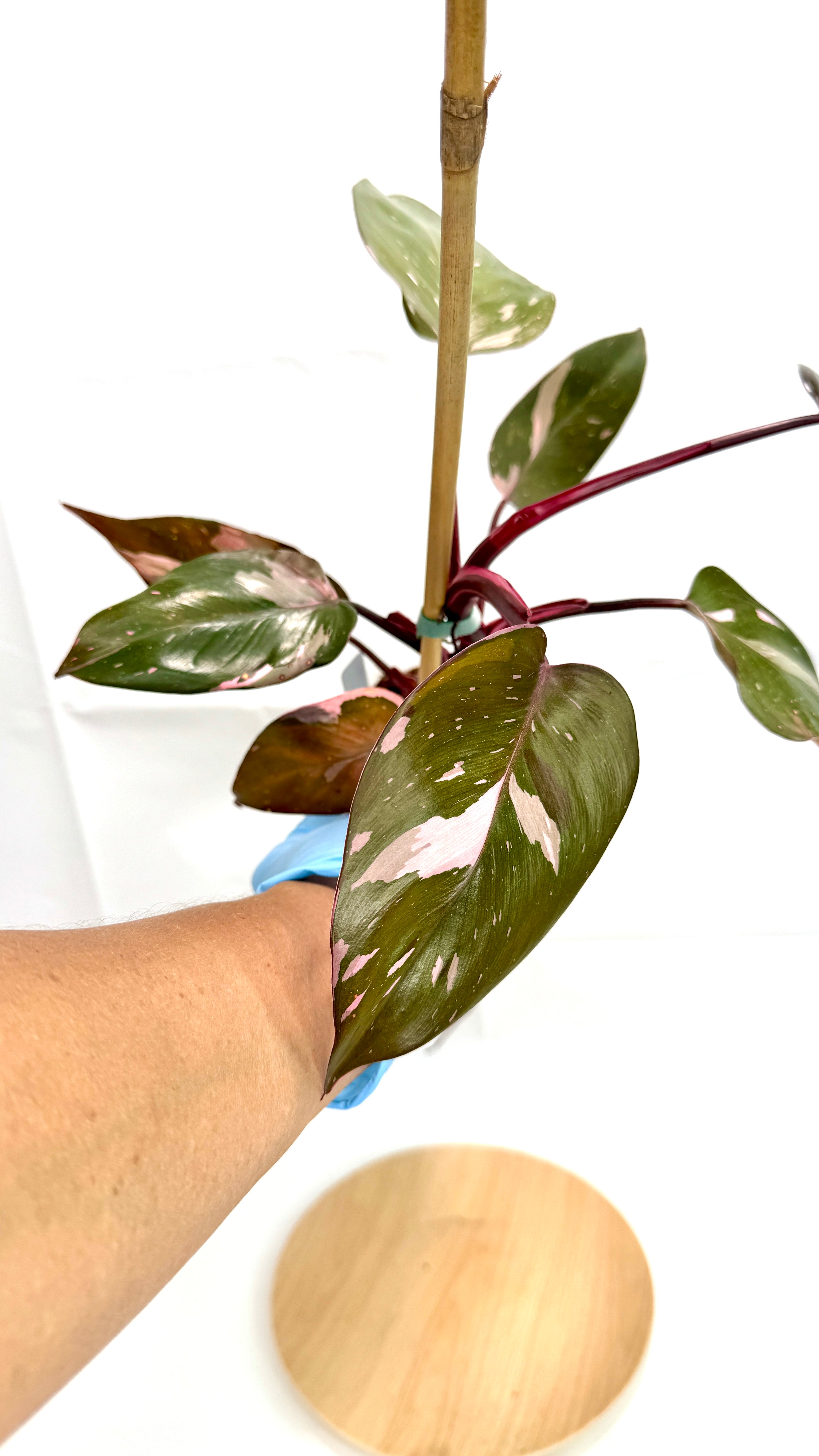 4” Philodendron ’Pink Princess’ #05