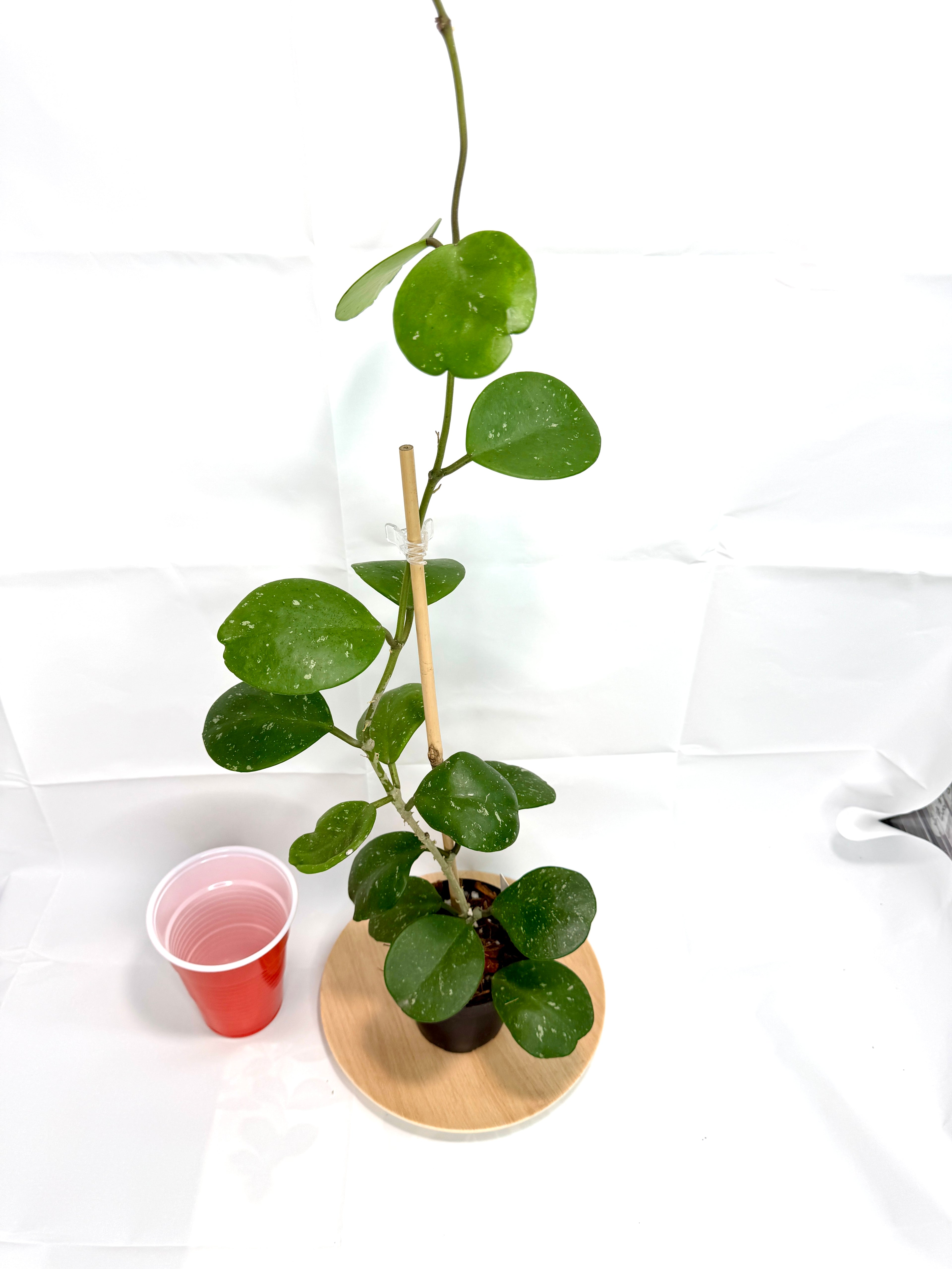 4” Hoya Obovata 'Splash' #04