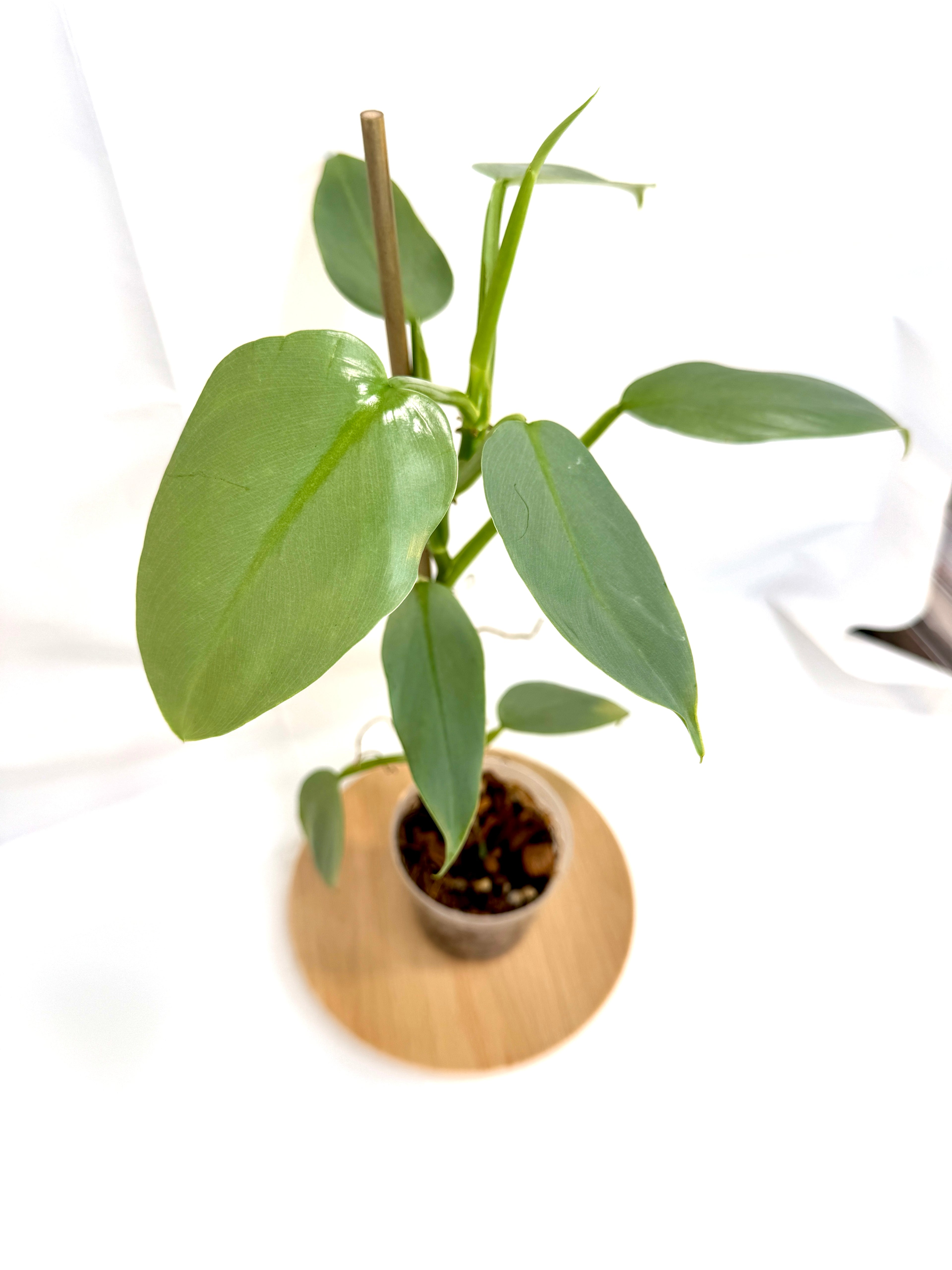 4” Philodendron hastatum 'Silver Sword' #10