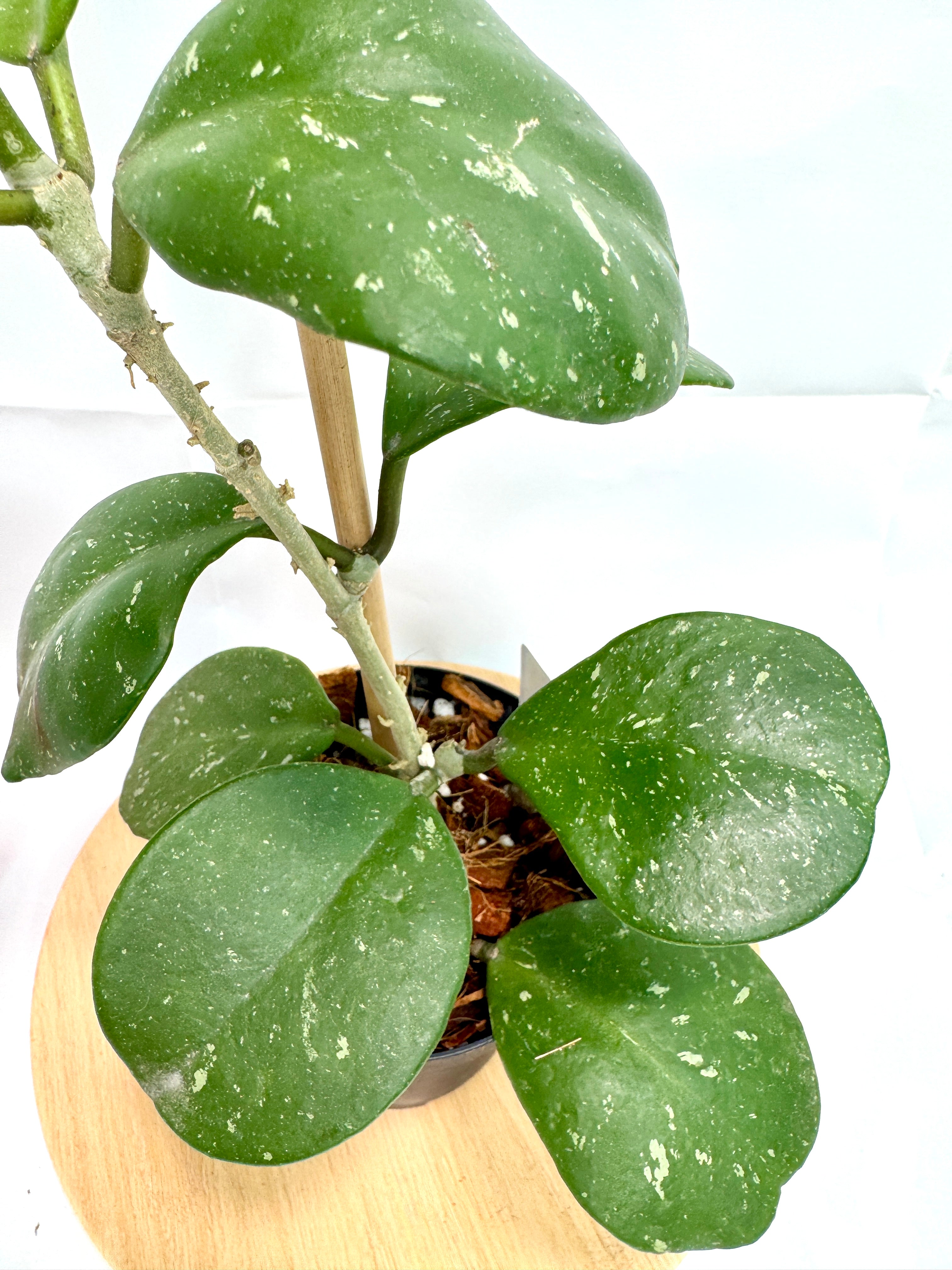 4” Hoya Obovata 'Splash' #04