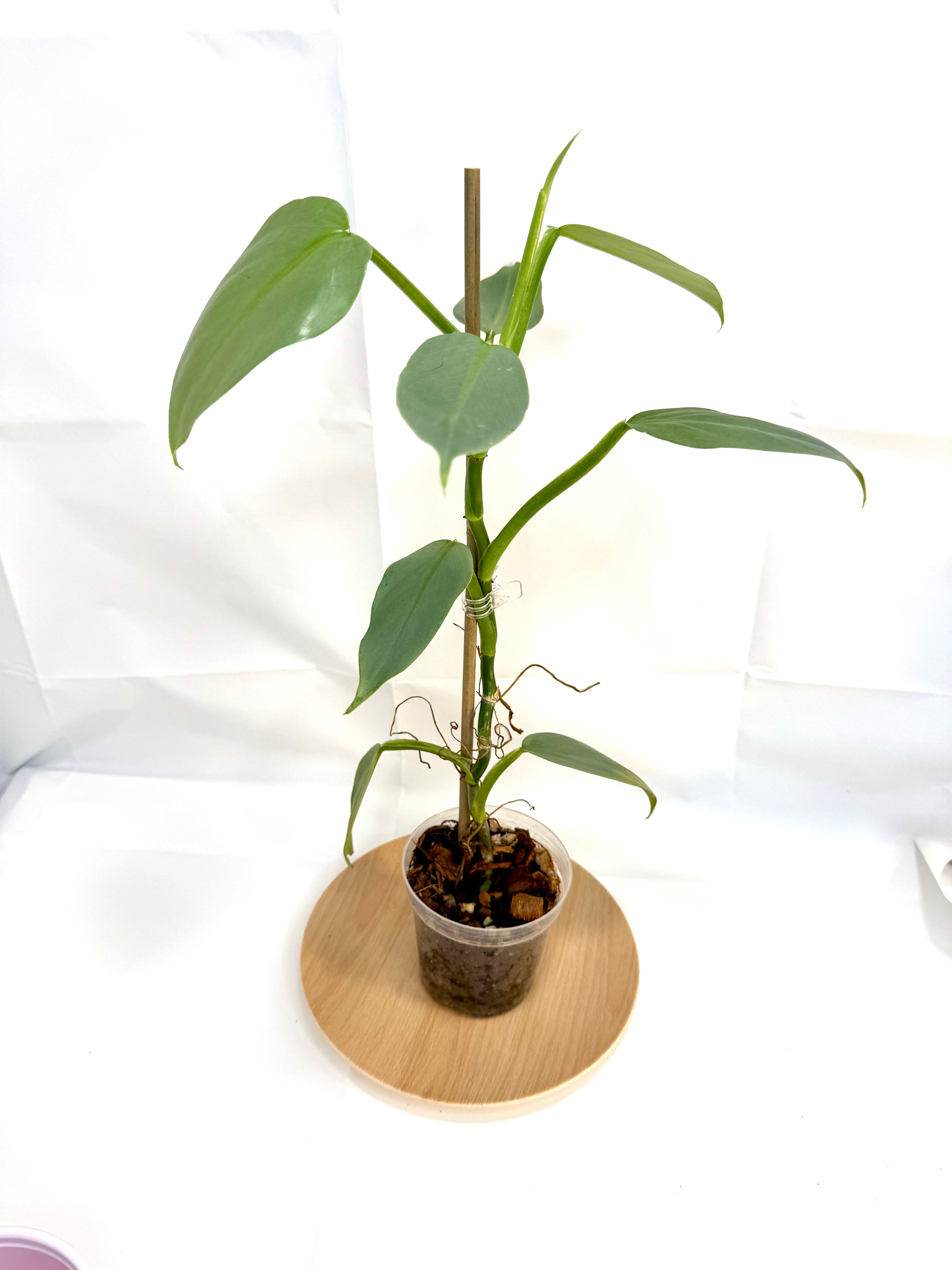 4” Philodendron hastatum 'Silver Sword' #10