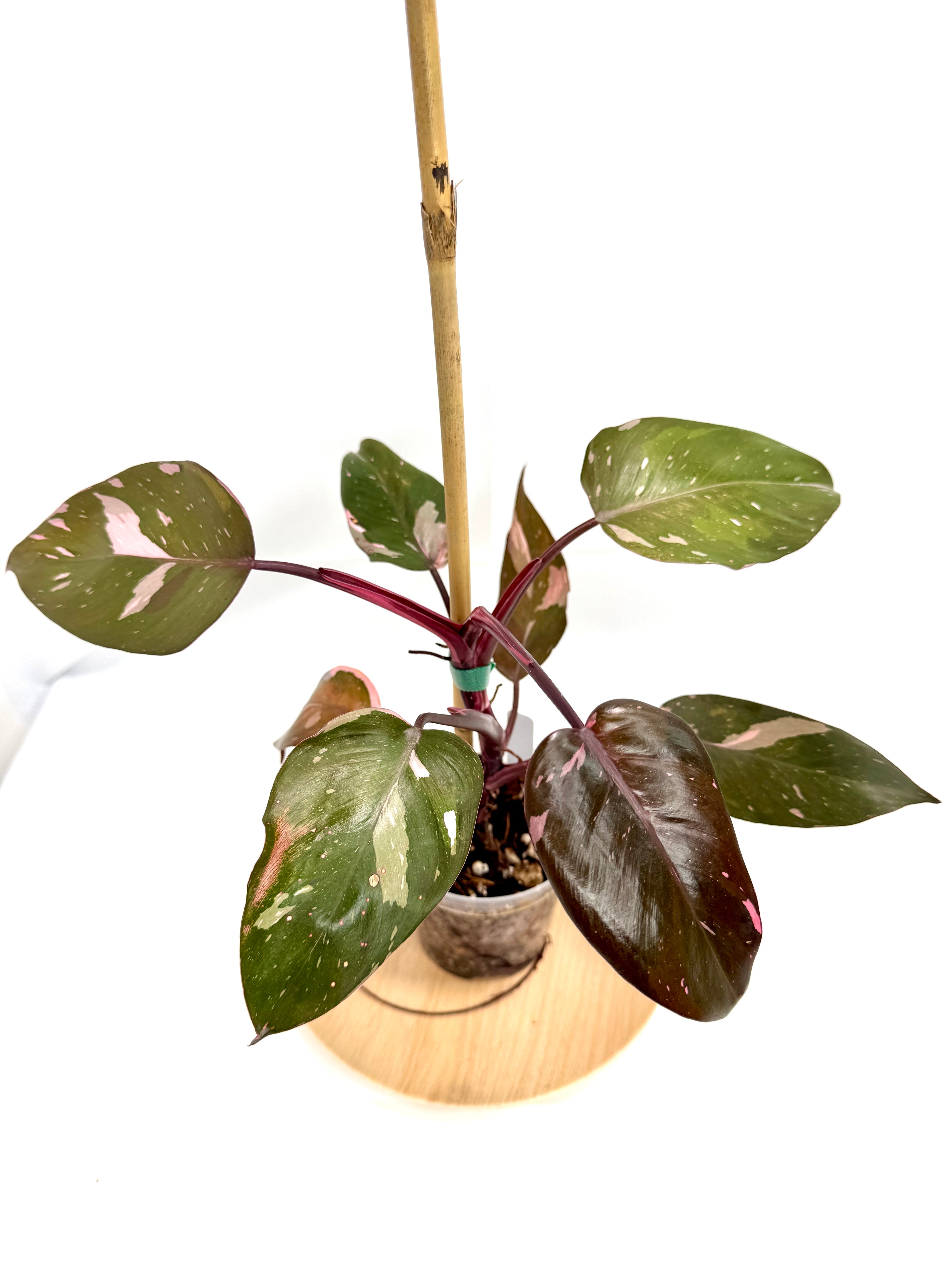 4” Philodendron ’Pink Princess’ #05