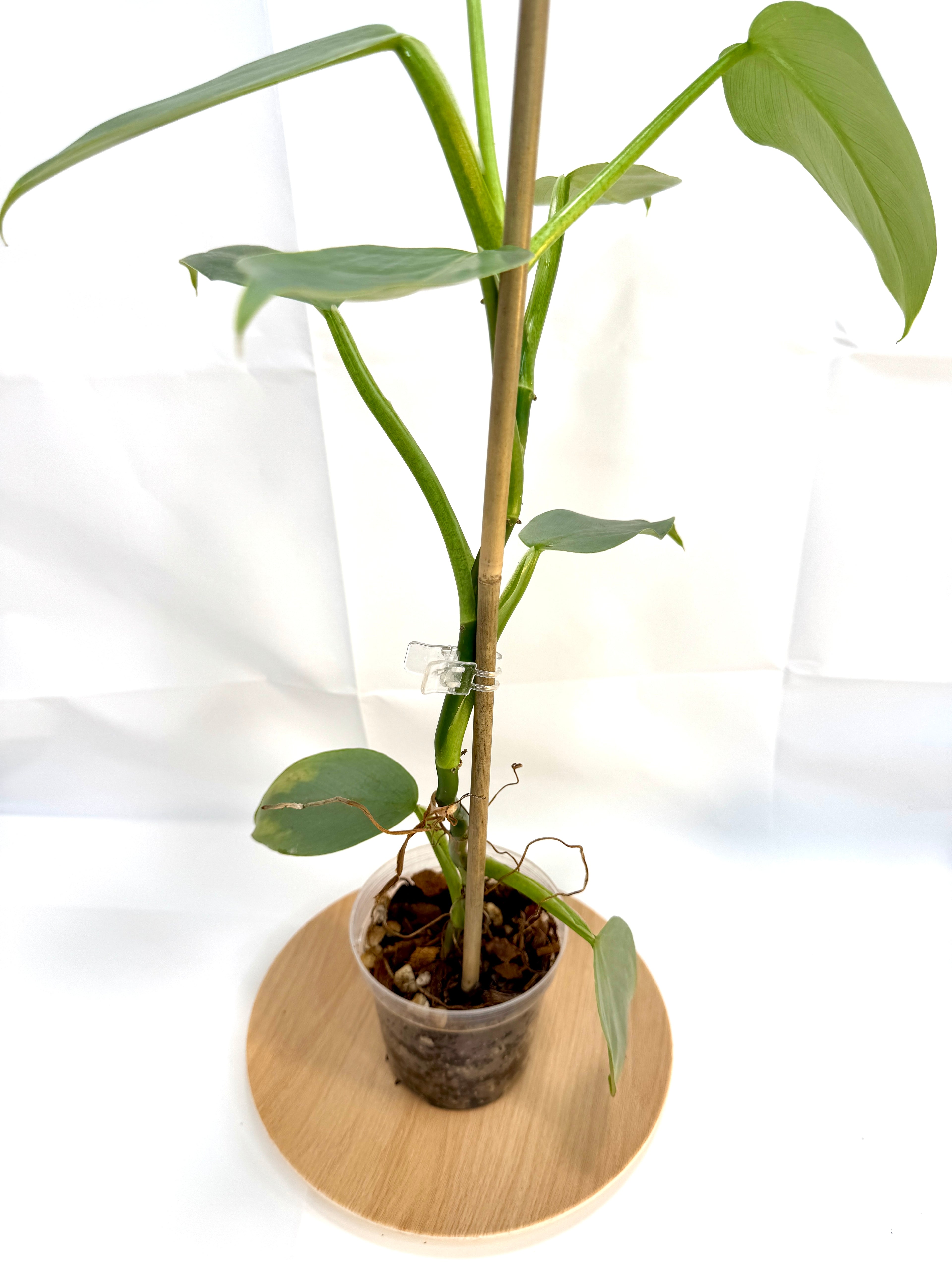 4” Philodendron hastatum 'Silver Sword' #10