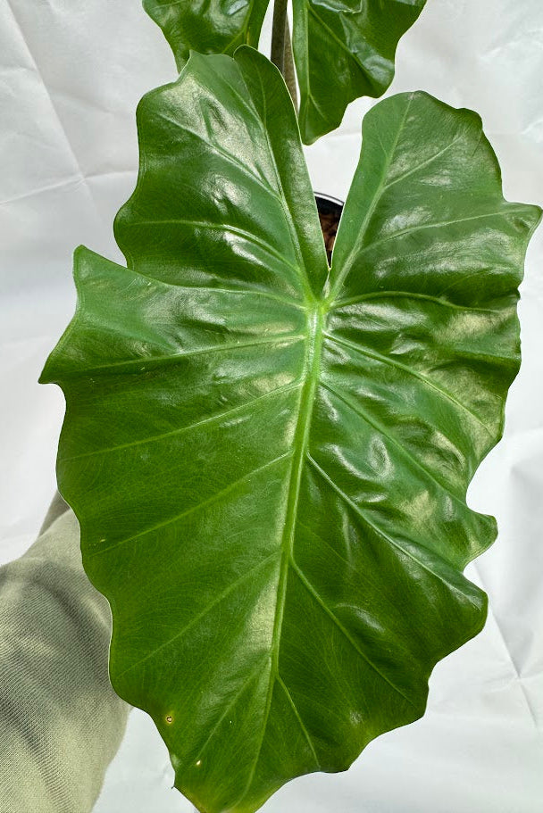 4QT Alocasia ‘Low Rider’ #01