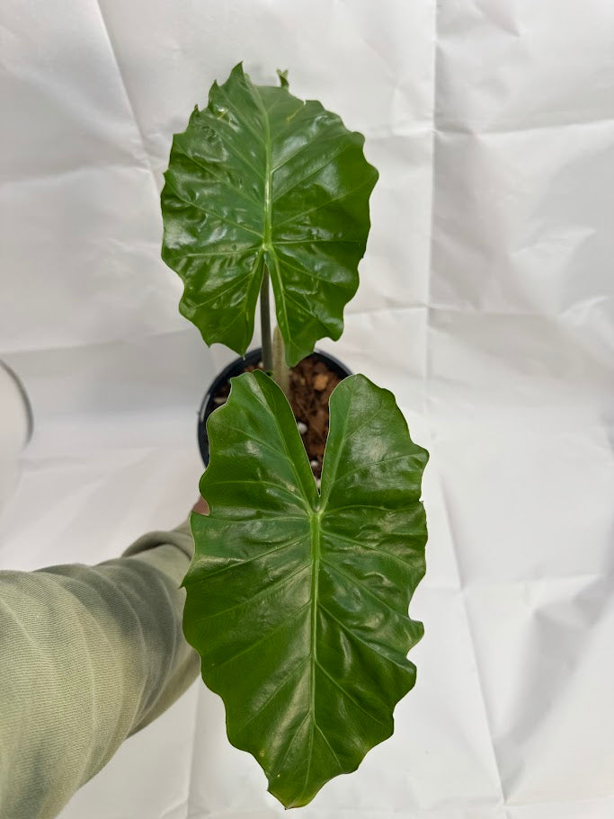 4QT Alocasia ‘Low Rider’ #01