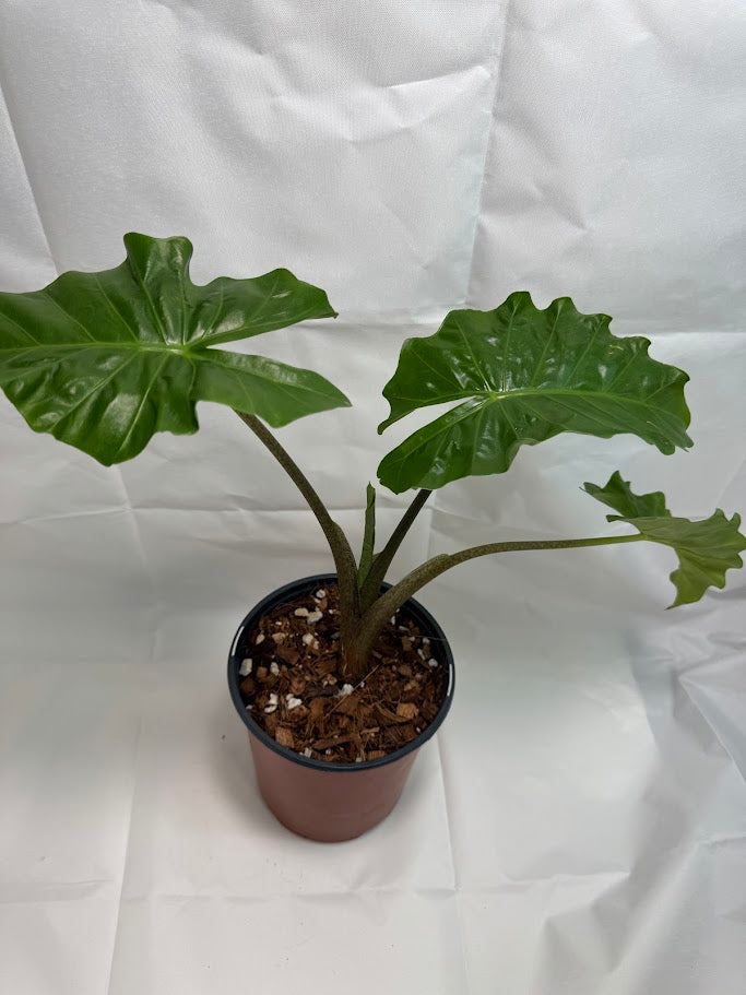 4QT Alocasia ‘Low Rider’ #01