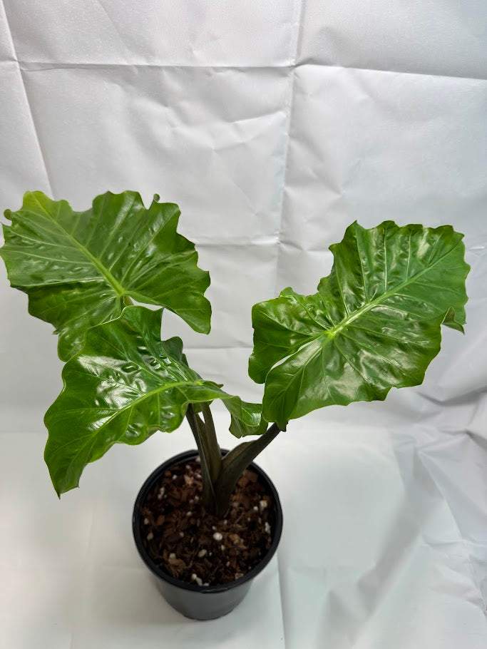4QT Alocasia ‘Low Rider’ #02