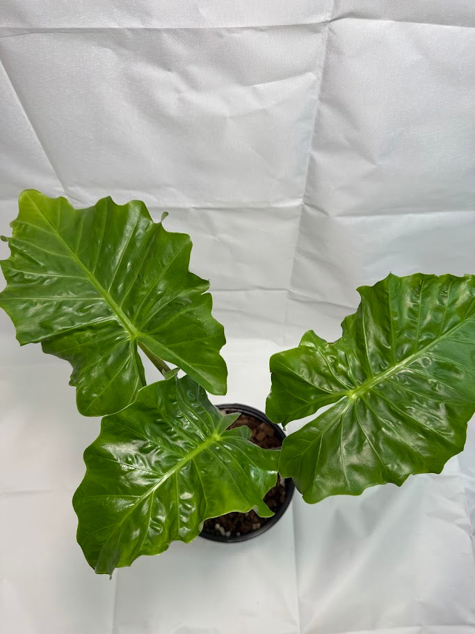 4QT Alocasia ‘Low Rider’ #02