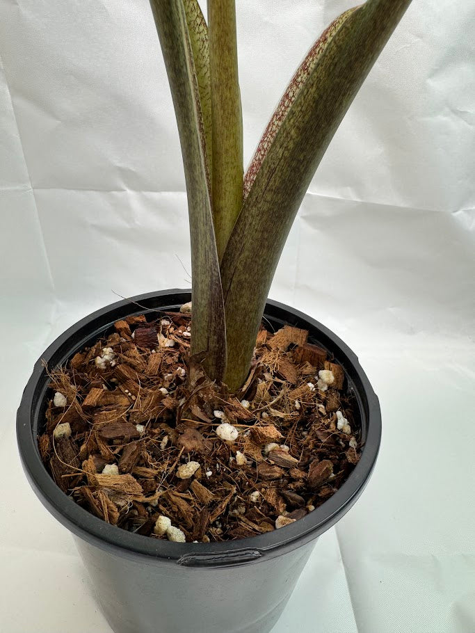 4QT Alocasia ‘Low Rider’ #03