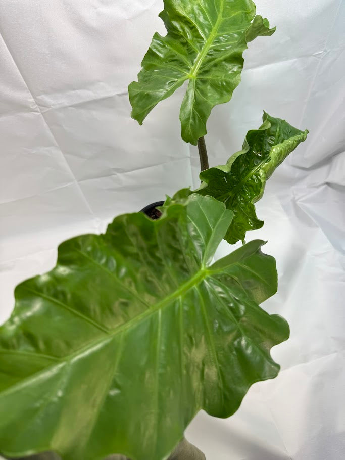 4QT Alocasia ‘Low Rider’ #03