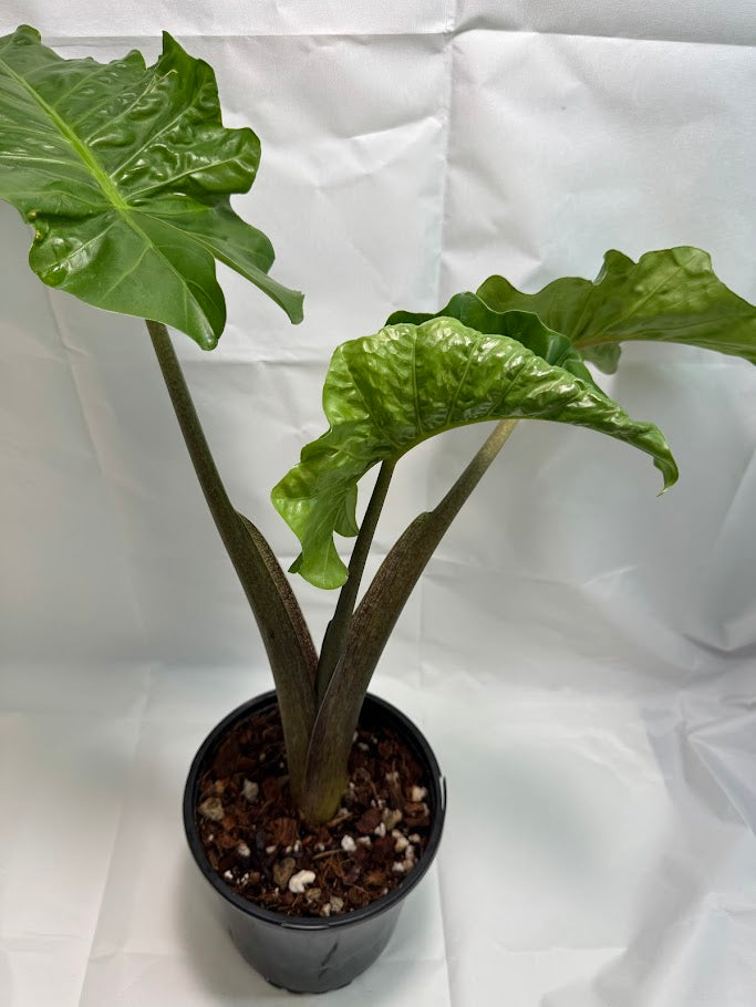 4QT Alocasia ‘Low Rider’ #03
