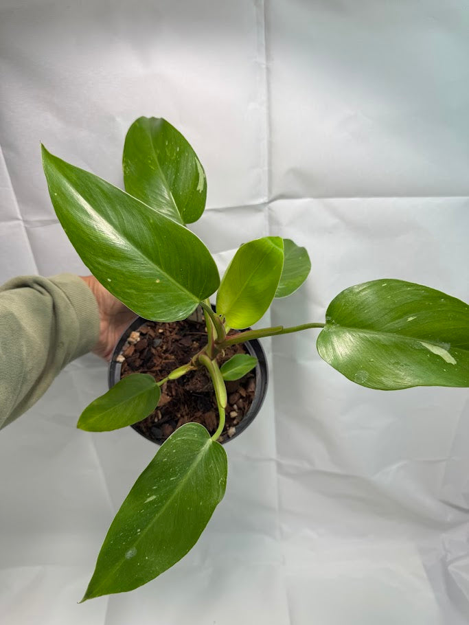 6" Philodendron ‘White Princess’ #02
