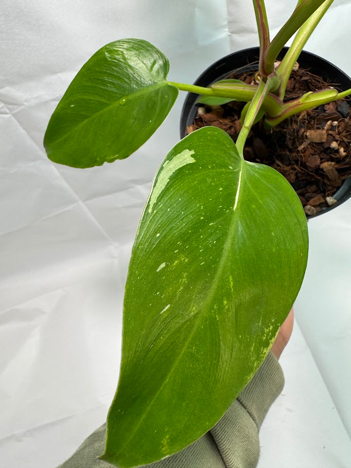 6" Philodendron ‘White Princess’ #02
