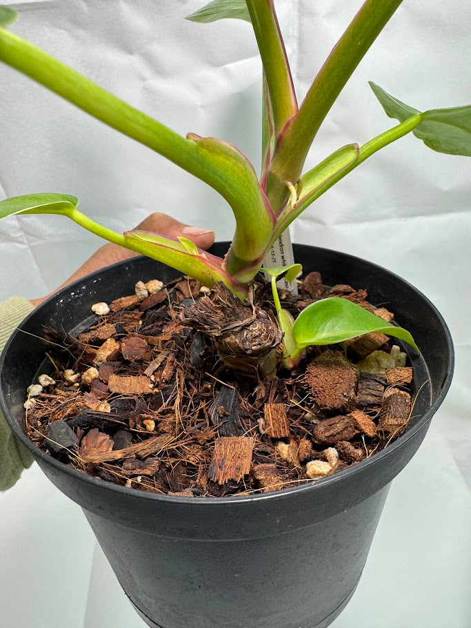 6" Philodendron ‘White Princess’ #02