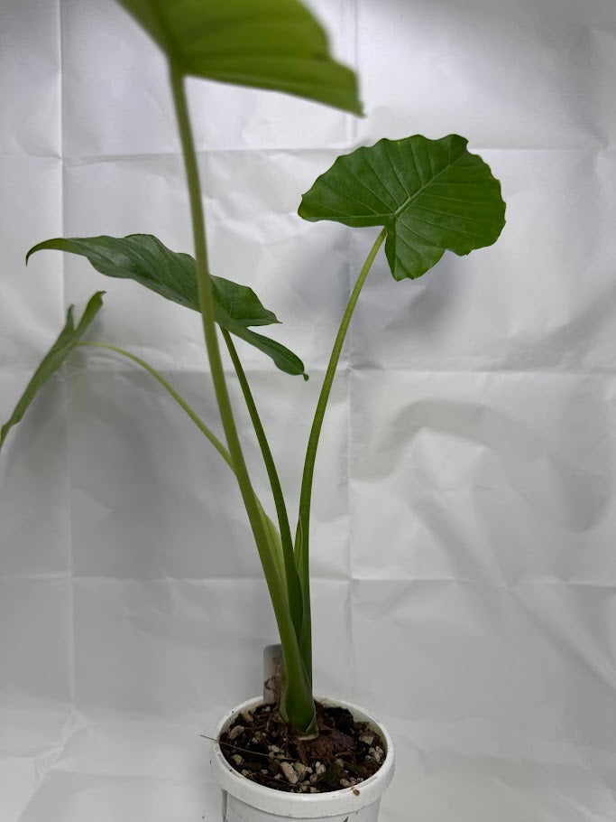 1QT Alocasia odora ‘California’ #06