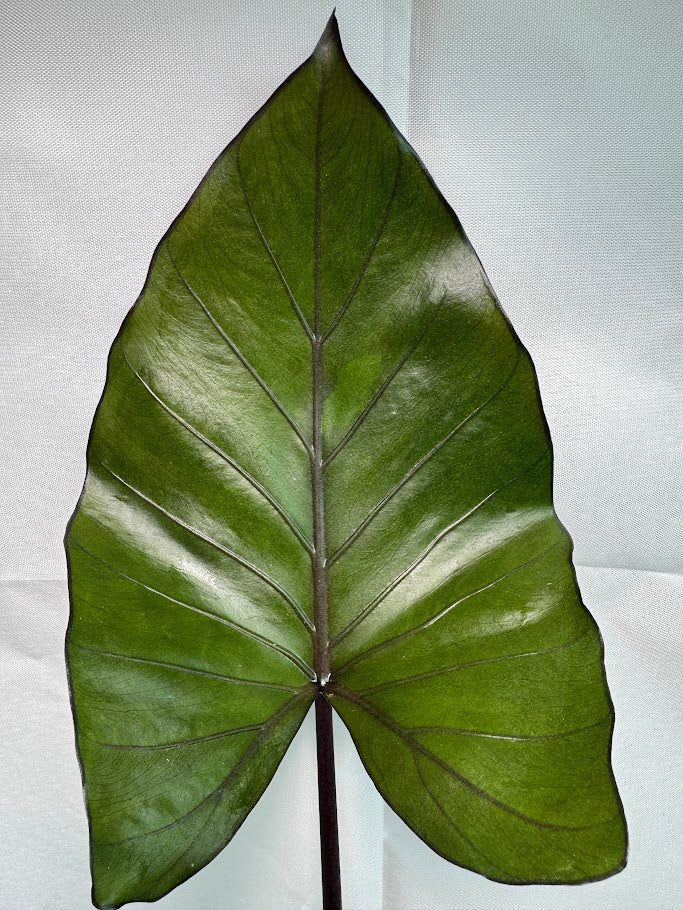 5" Alocasia 'Metal Head' #02