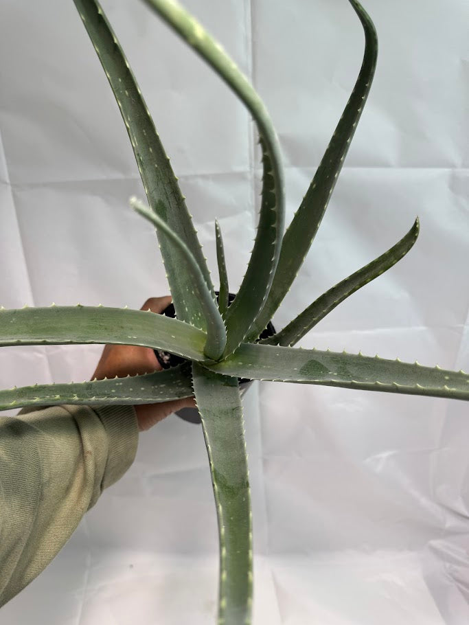 Aloe Vera Plant Healing Succulent – Easy-Care Indoor or Outdoor Plant –  Happy Houseplant Haven