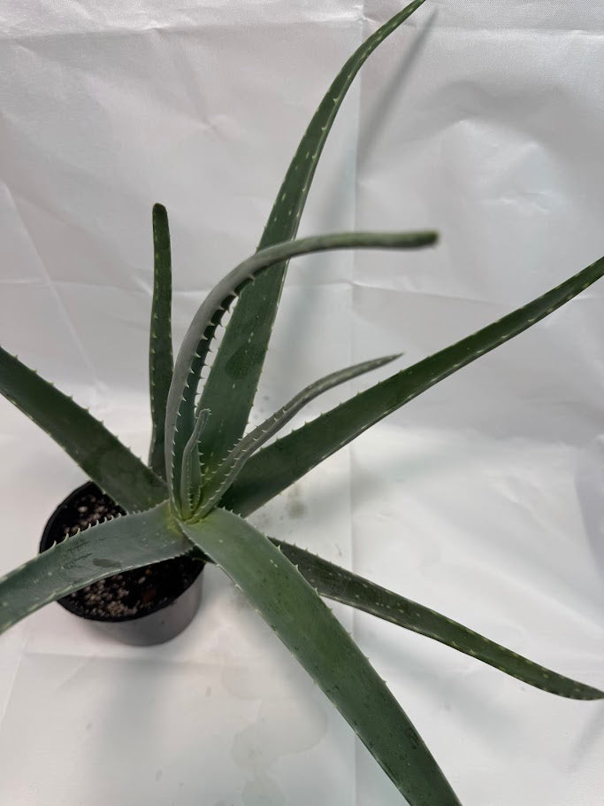 1QT Aloe Vera Plant #09