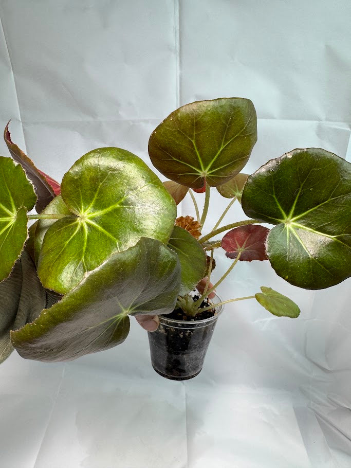 3.5" Begonia 'Erythrophylla' "Beef Steak" #02
