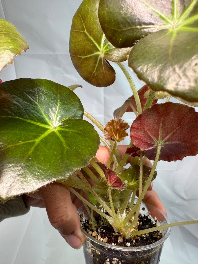 3.5" Begonia 'Erythrophylla' "Beef Steak" #02
