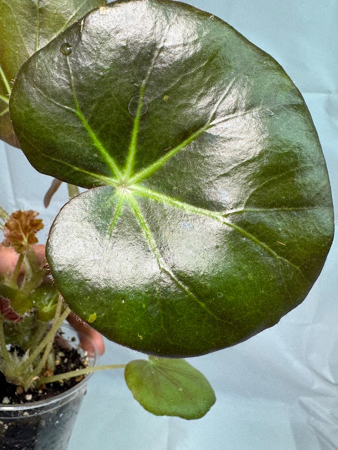 3.5" Begonia 'Erythrophylla' "Beef Steak" #02