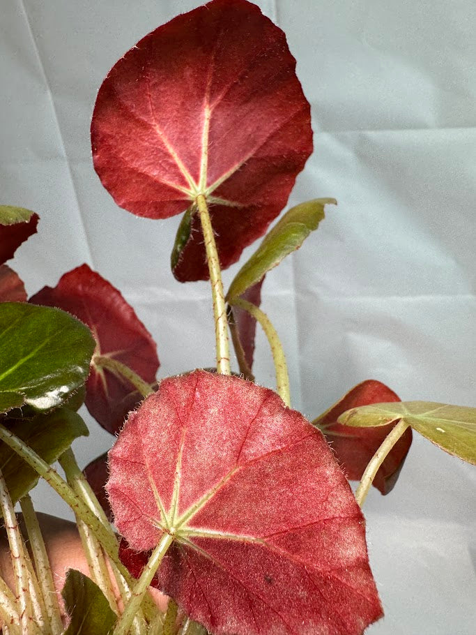3.5" Begonia 'Erythrophylla' "Beef Steak" #02