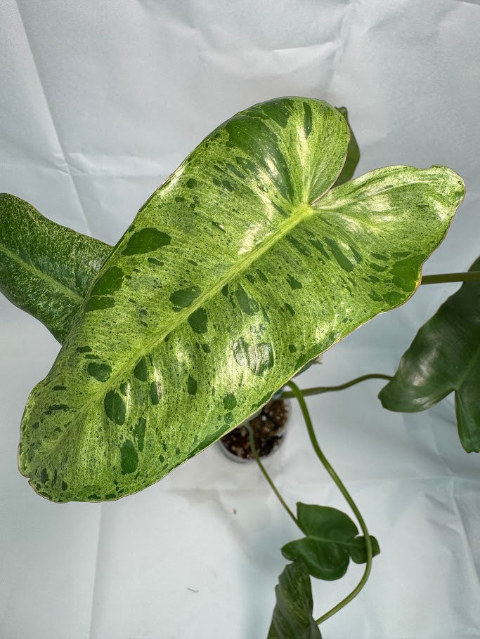4" Philodendron ‘Paraiso Verde’ #01