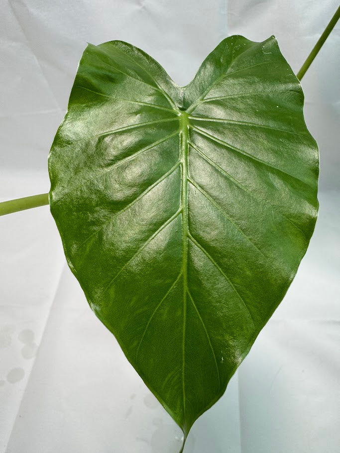 1QT Alocasia odora ‘California’ #05