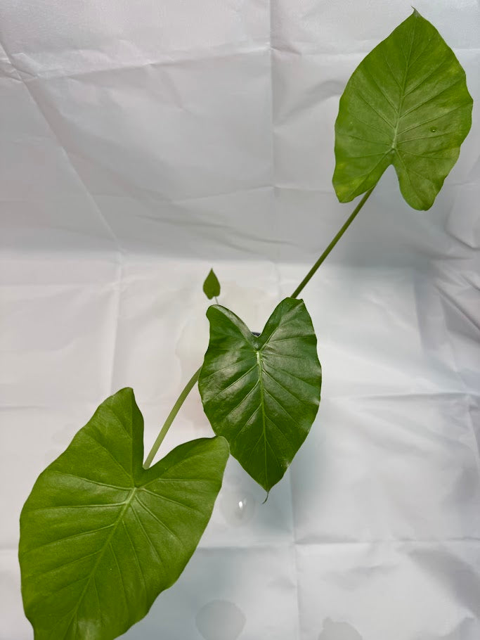 1QT Alocasia odora ‘California’ #05