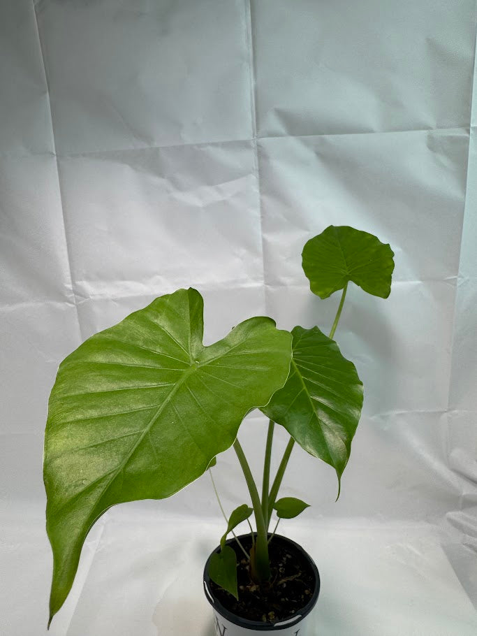1QT Alocasia odora ‘California’ #05
