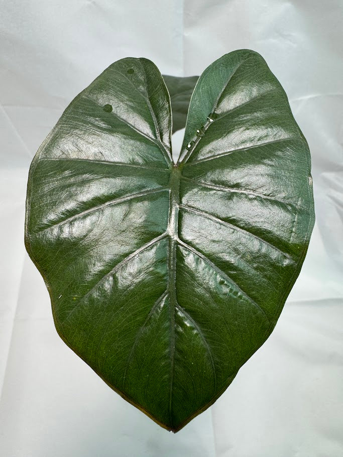 4" Alocasia ‘Nigra’ #01