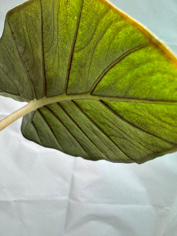 4" Alocasia ‘Nigra’ #01