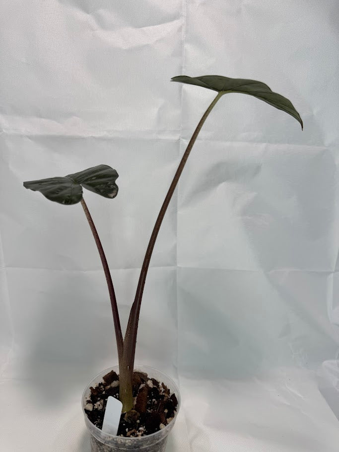 4" Alocasia ‘Nigra’ #01