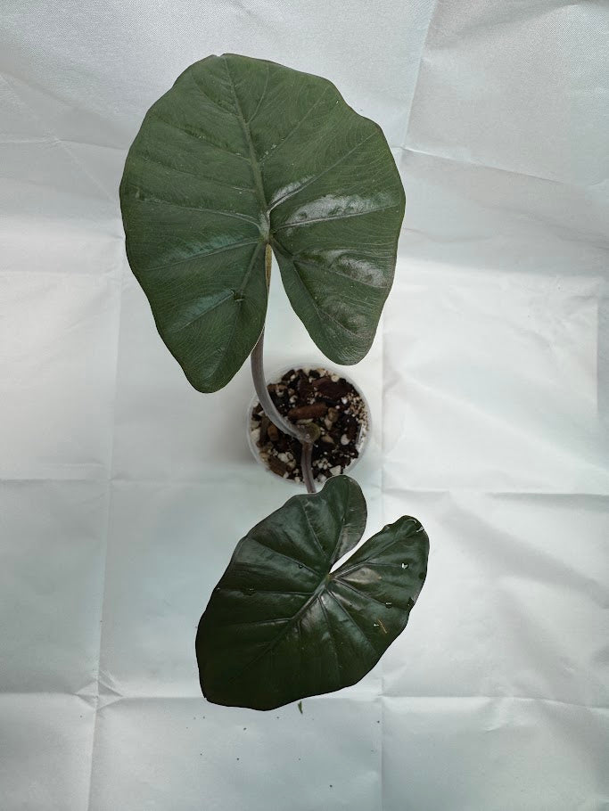 4" Alocasia ‘Nigra’ #01