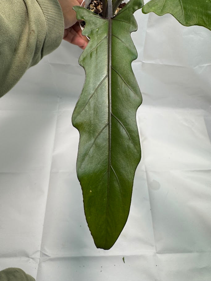 4" Alocasia lauterbachiana ‘Purple Sword’ #01