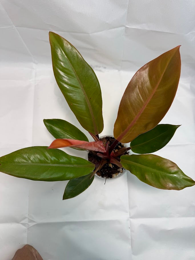 4" Philodendron 'Prince of Orange' #04