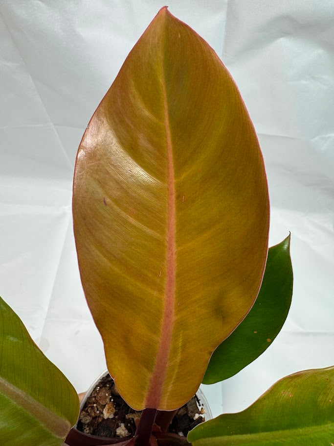 4" Philodendron 'Prince of Orange' #04
