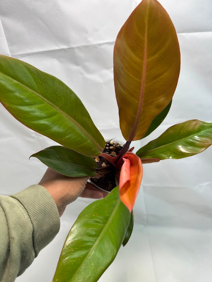 4" Philodendron 'Prince of Orange' #04