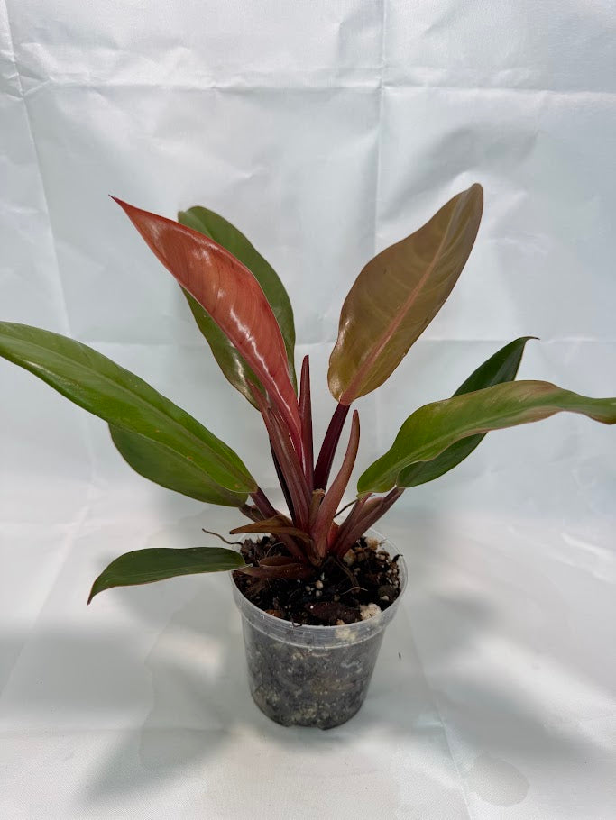 4" Philodendron 'Prince of Orange' #04
