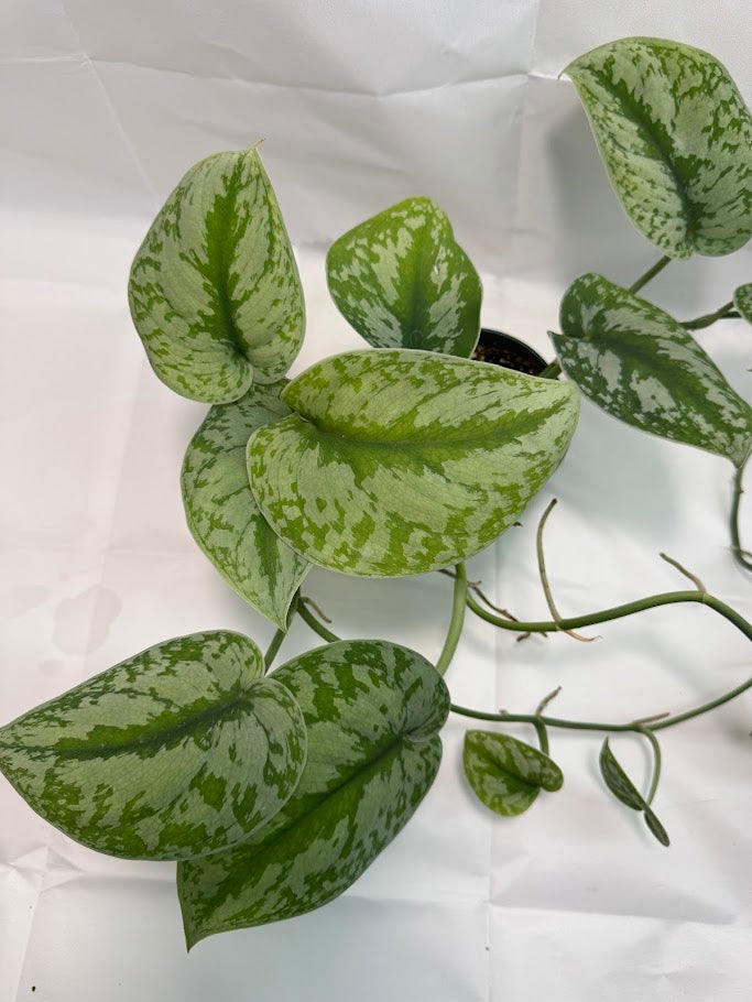 1QT Scindapsus pictus ‘Exotica’ #06