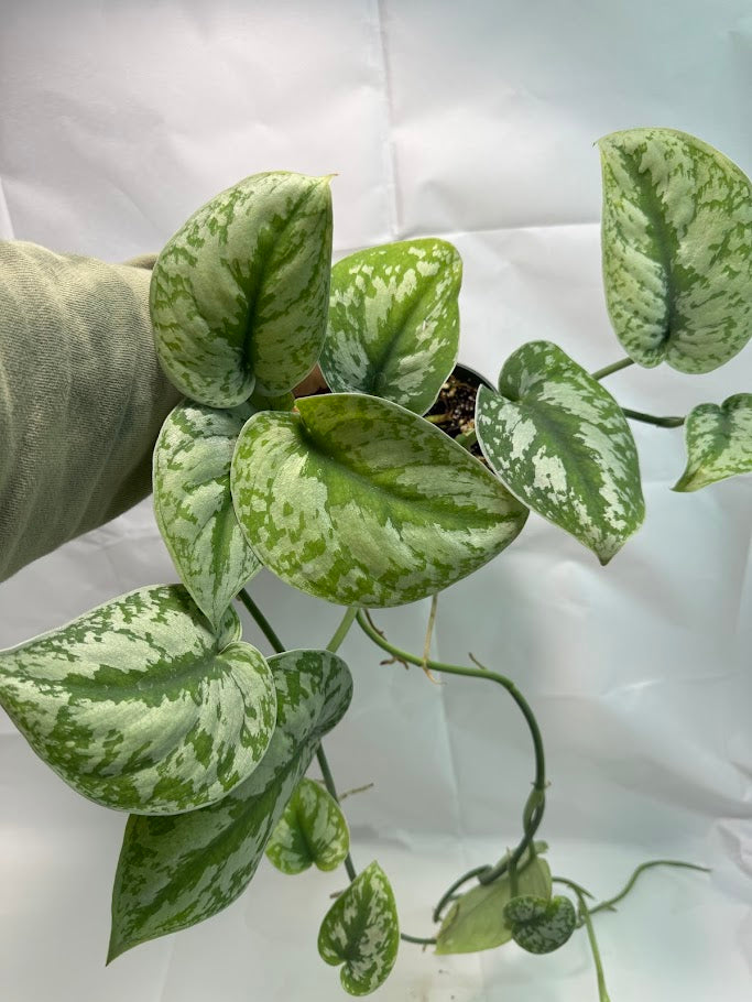 1QT Scindapsus pictus ‘Exotica’ #06